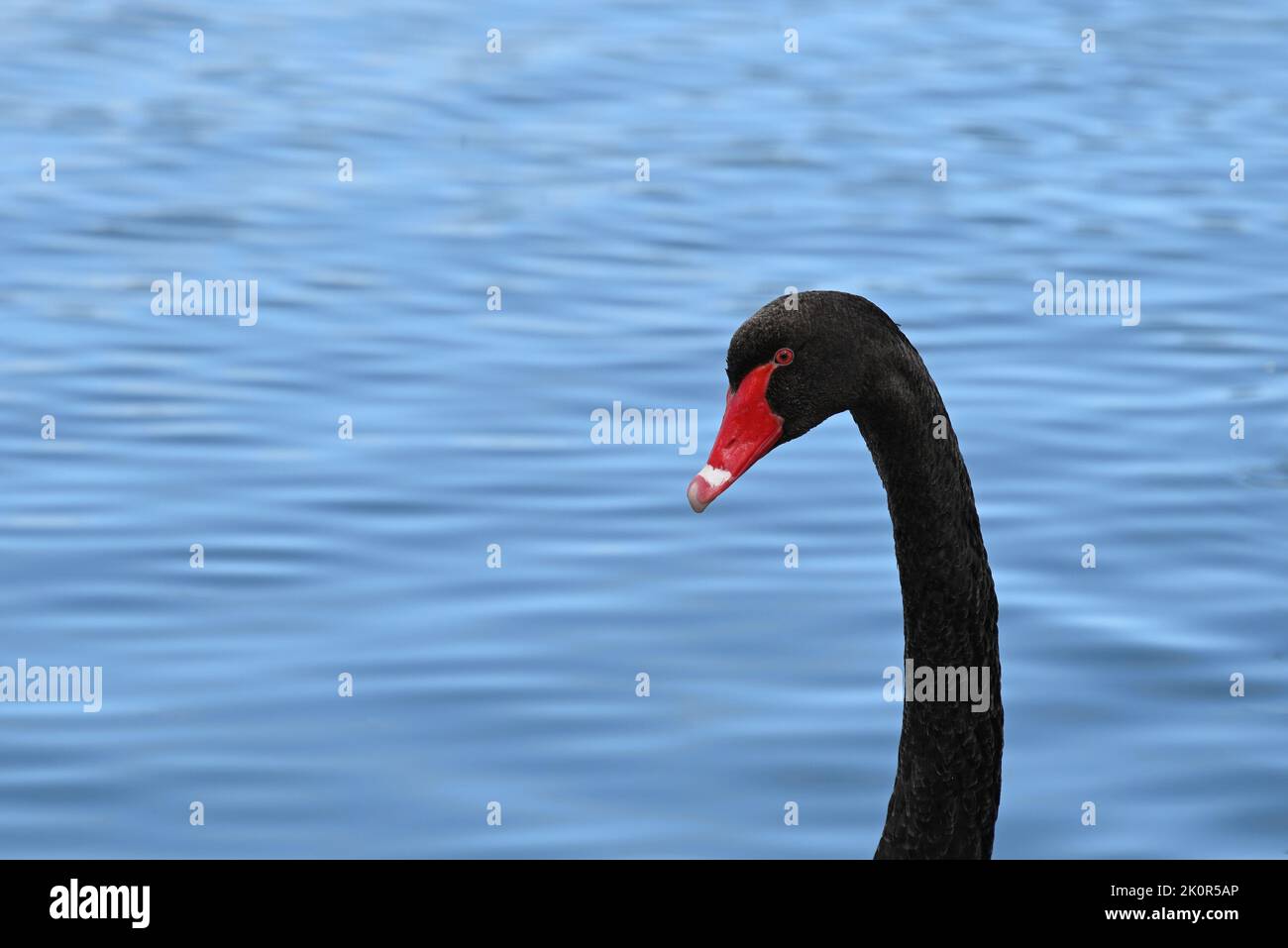 Side view of a black swan's head and neck, as it swims gracefully across the calm waters of a lake Stock Photo