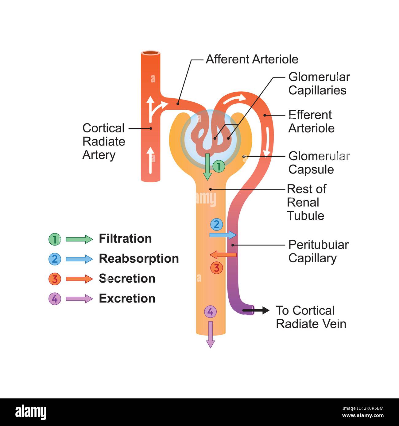 Scientific Designing of Urine Formation. Glomerular Filtration