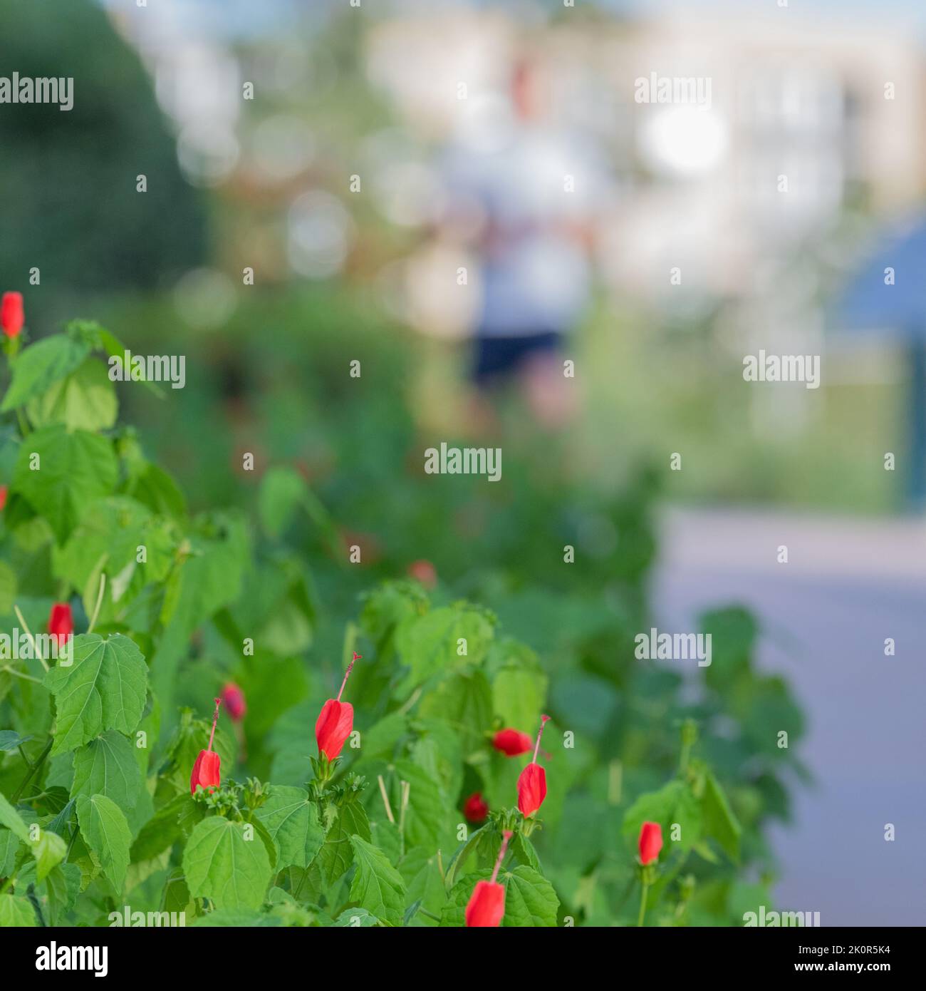 Turk's cap plant in the foreground is in focus while the runner in the background is out of focus. Stock Photo
