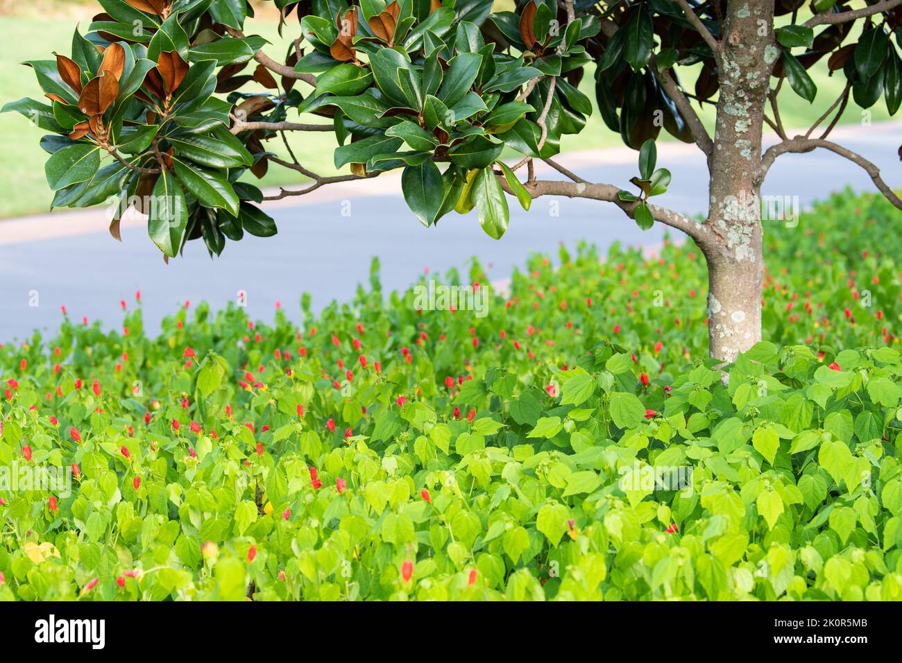 A flower bed filled with red flowering malvaviscus arboreus and a magnolia grandiflora tree. Stock Photo