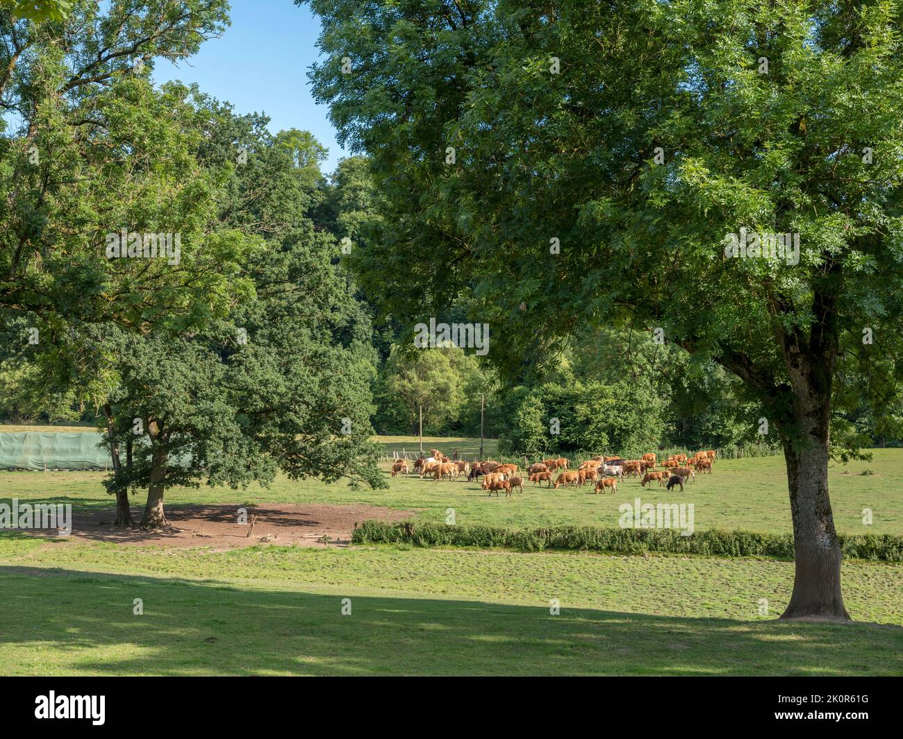 cows in valley near river Our in country of luxemburg Stock Photo