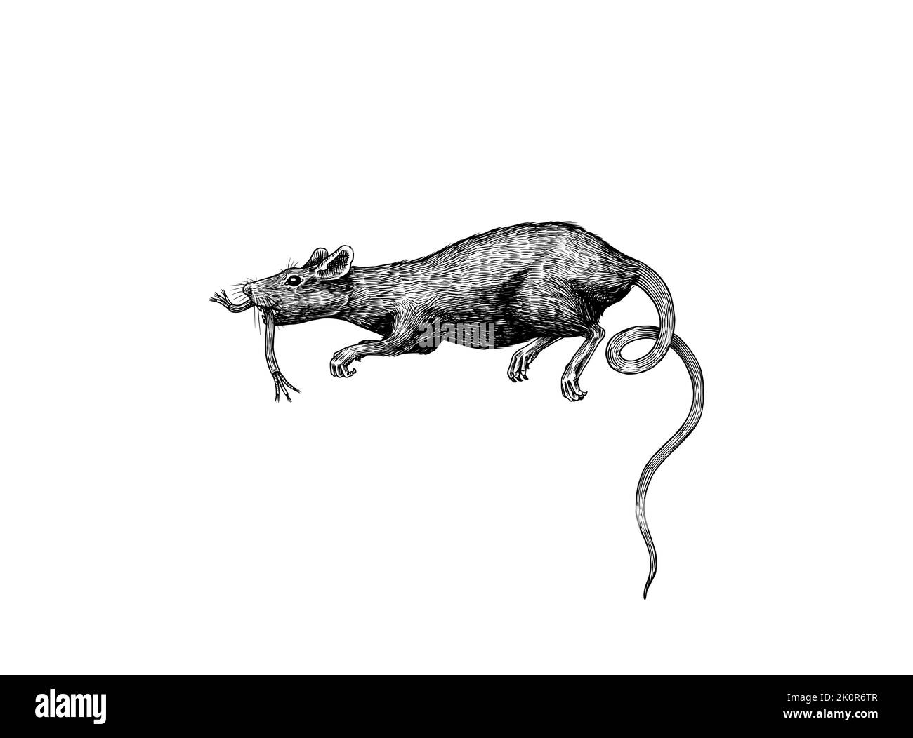 Cartoon rat with cheese hi-res stock photography and images