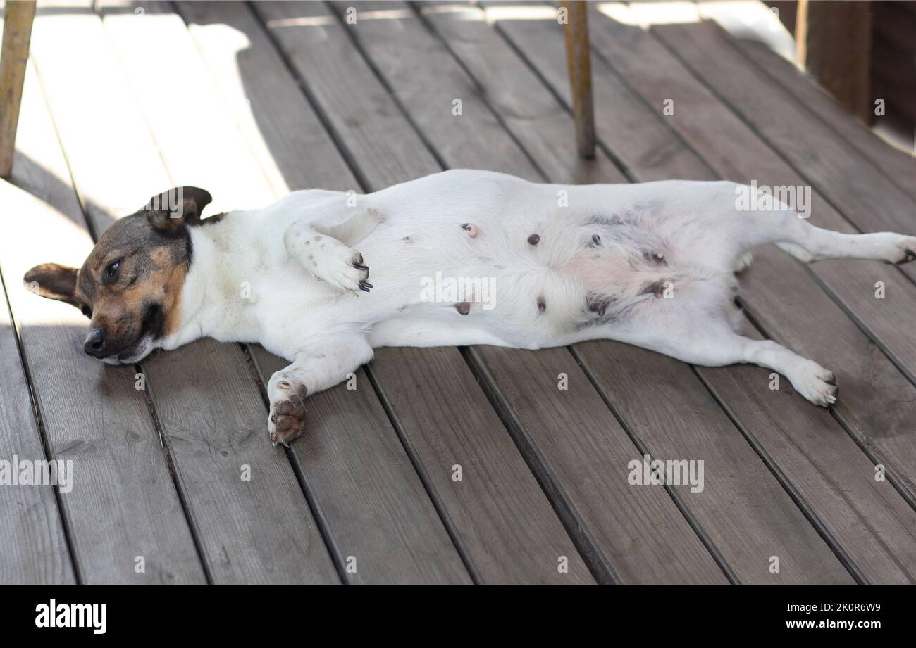 Jack Russell Terrier on wooden boards and background lies belly up Stock Photo