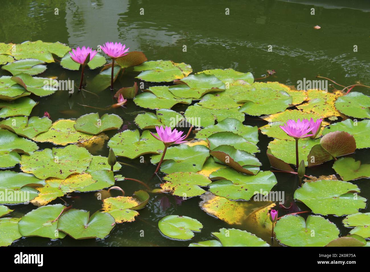 A lake surface with lotus leaves and pink lilies Stock Photo