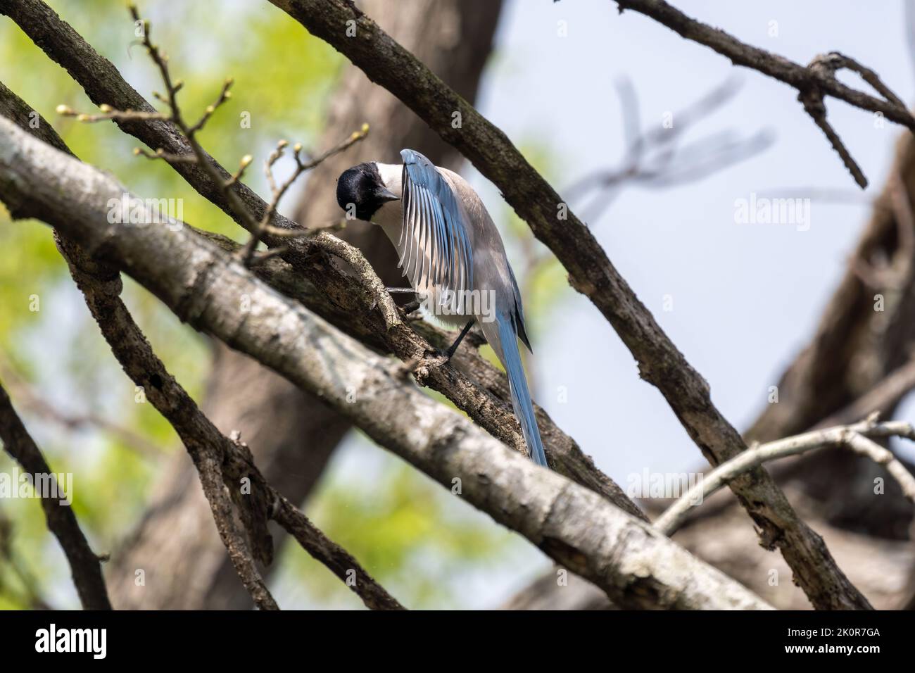 Close-up of a sitting, beautiful azure winged magpie during spring time on a sunny day Stock Photo