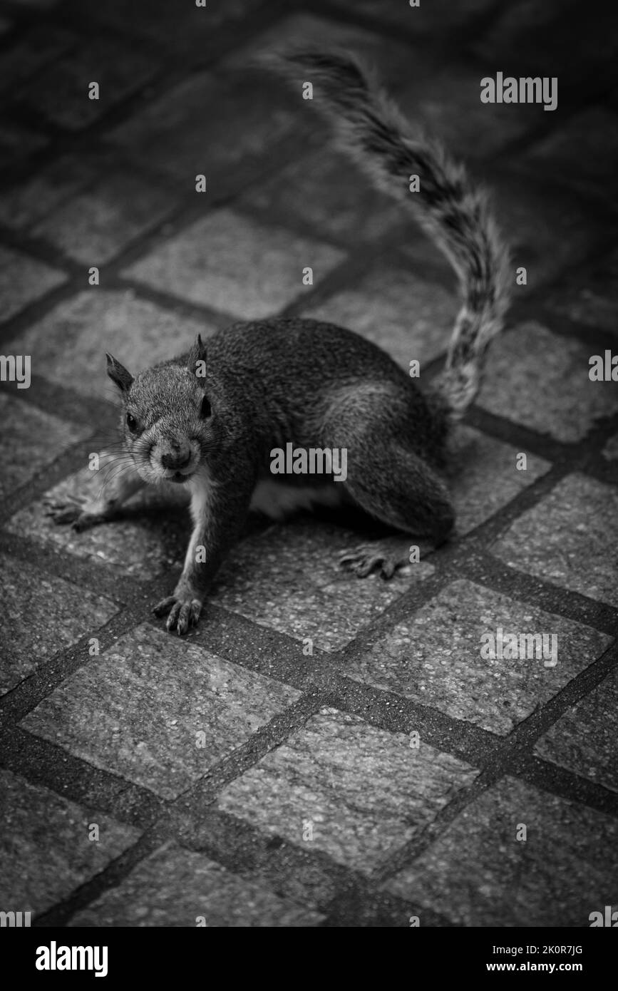 Squirrel snarls aggressively in a park Stock Photo