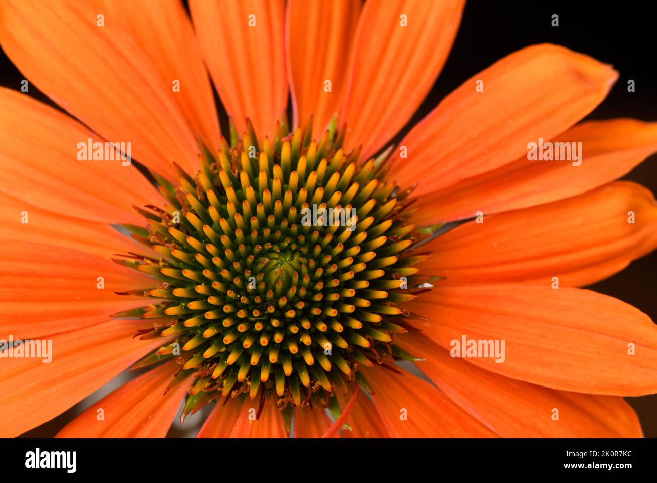 Coneflower: Echinacea 'Sombrero Adobe Orange' Stock Photo