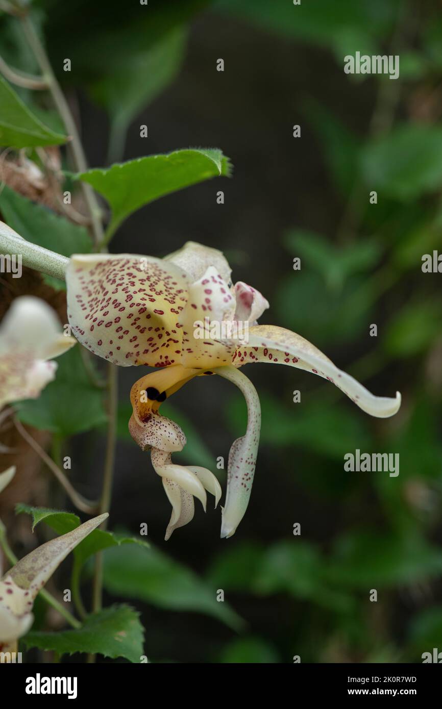 Orchid: Stanhopea shuttleworthii Stock Photo