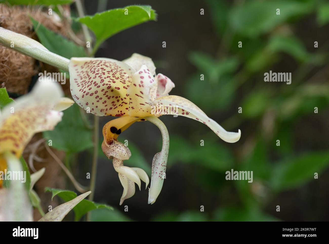 Orchid: Stanhopea shuttleworthii Stock Photo