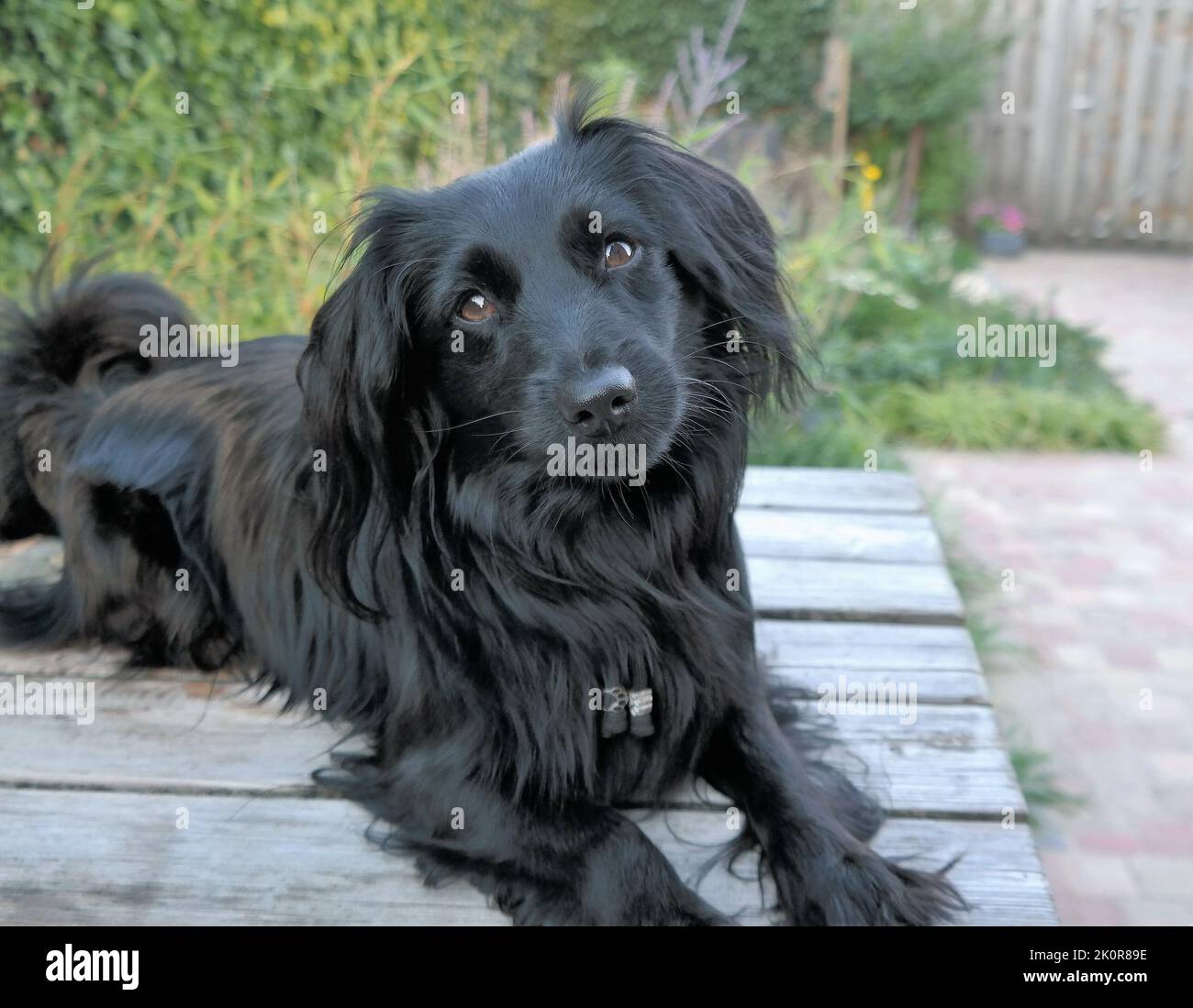 Small black dog, a Markiesje, with a furry coat and brown eyes, lying on a wooden table in the garden. Natural green background and text space. Stock Photo