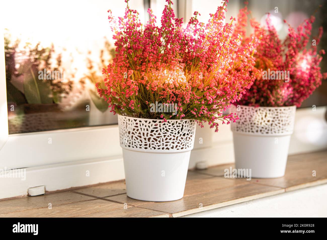Pink heather in white flower pots on the window sill on the balcony with autumn sunset colors Stock Photo