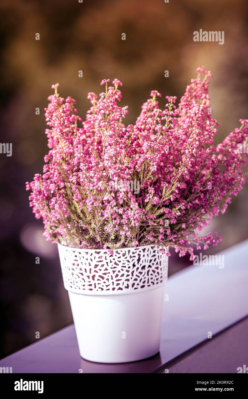 Autumn decor: pink heather in a white flower pot on a balcony with blurred background of autumnal color Stock Photo