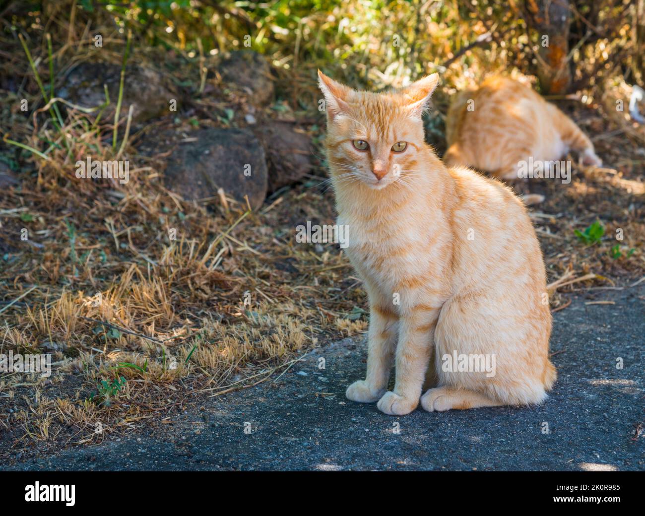 Tabby cats. Stock Photo