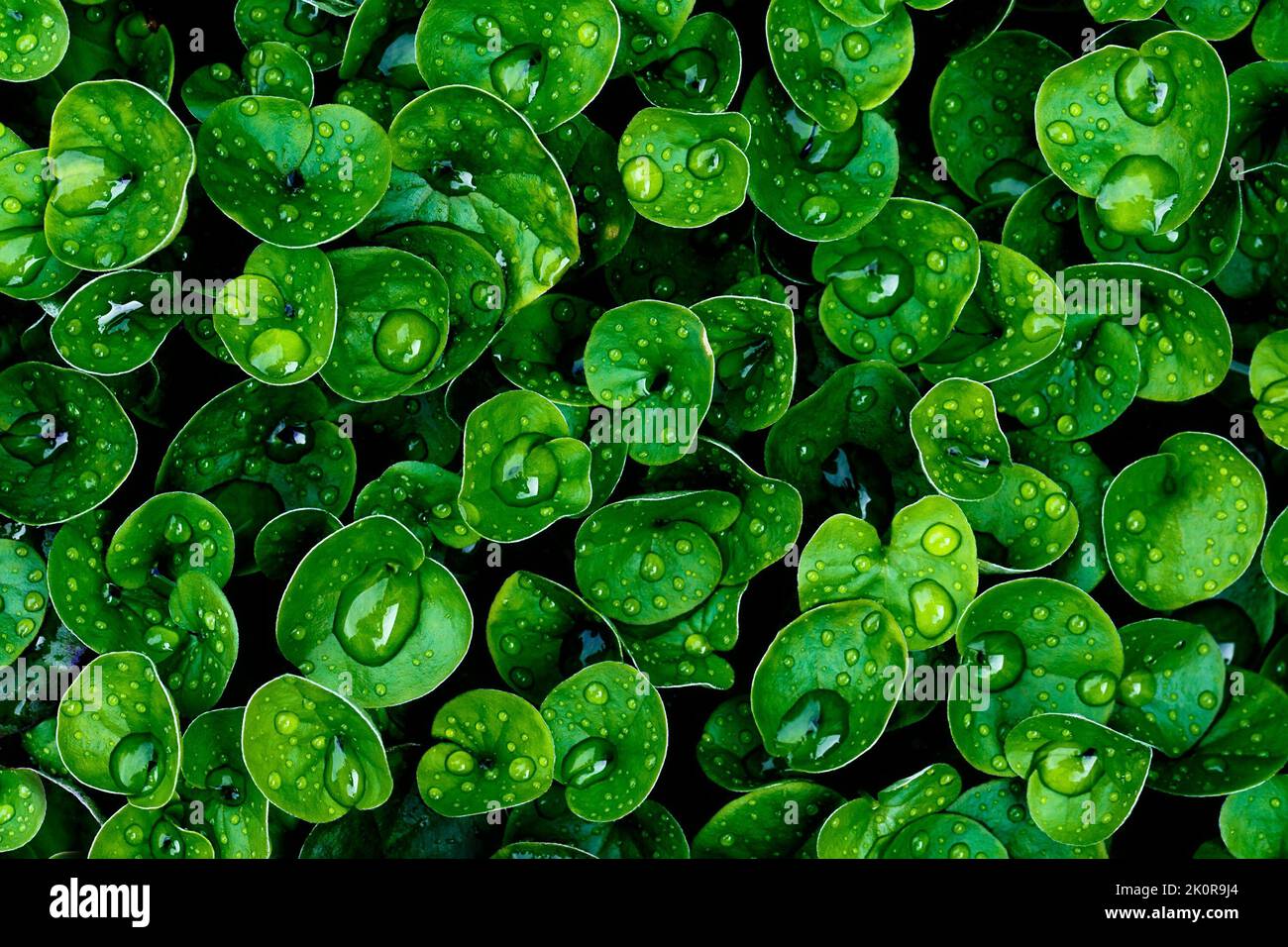 Floral background with green leaves covered with water drops. Macro photography. Stock Photo