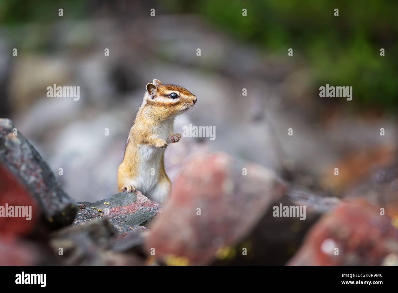 An alarmed chipmunk peeks out from behind the rocks. Stock Photo