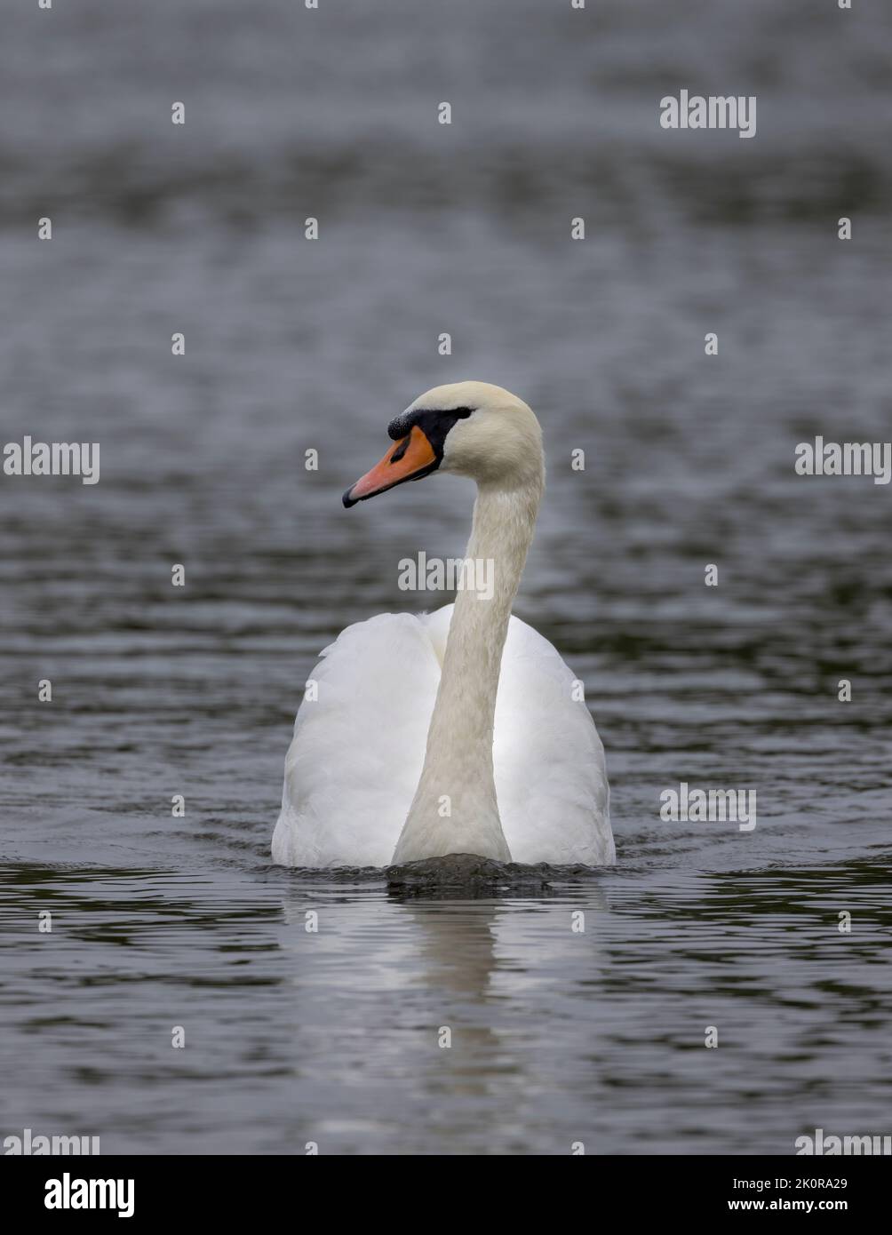 A beautiful and graceful Mute Swan, (Cygnus olor), glides on the surface of a lake in Stanley Park, Blackpool, Lancashire, UK. Stock Photo