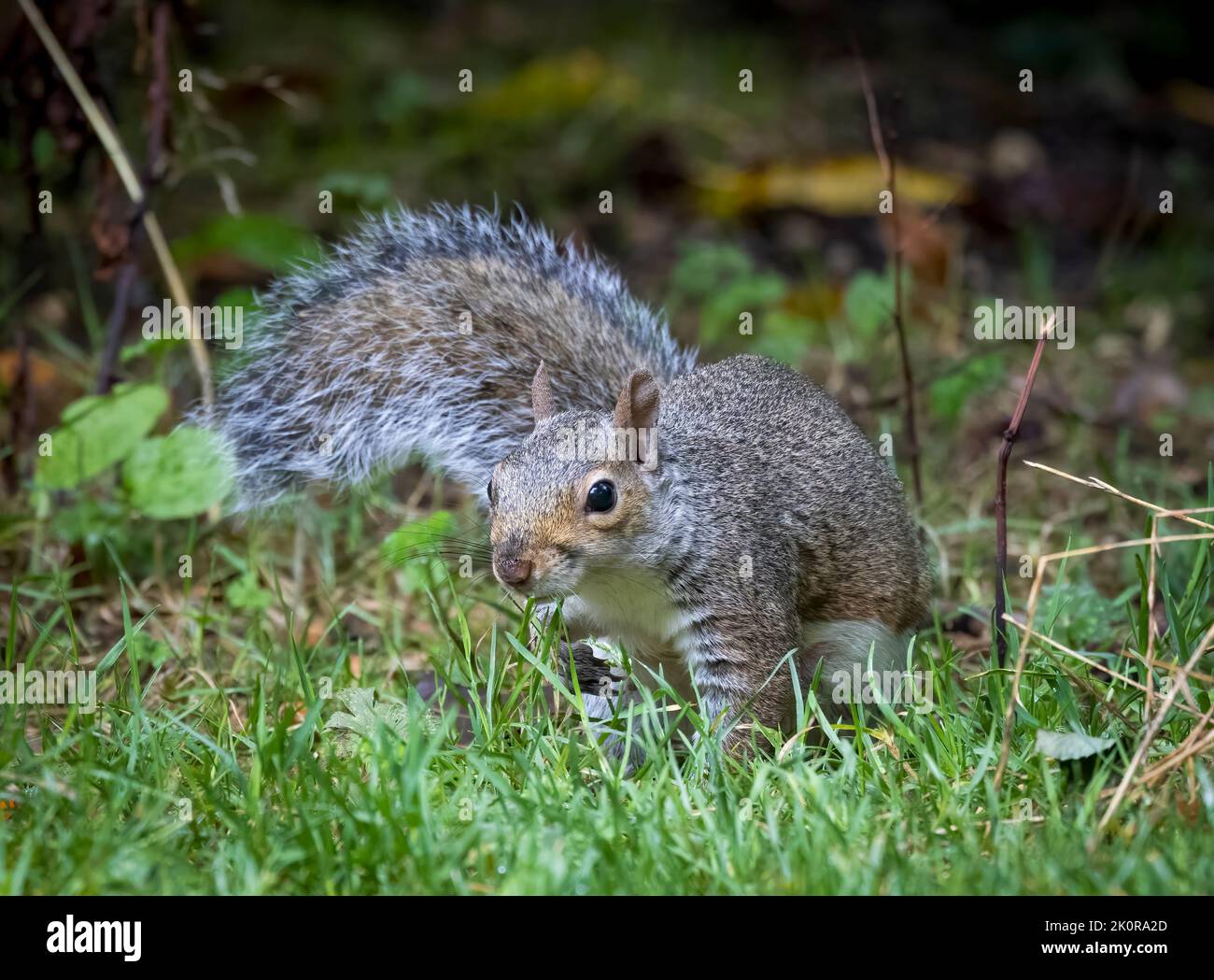 A cute Grey Squirrel, (Sciurus carolinensis), foraging amongst grass Stock Photo