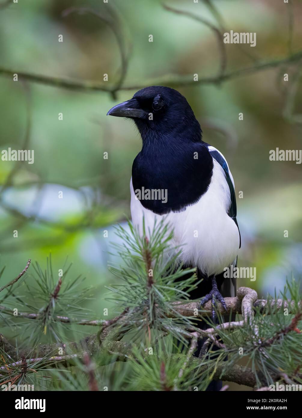 A beautiful Magpie, (Pica pica), perched on a Pine branch Stock Photo