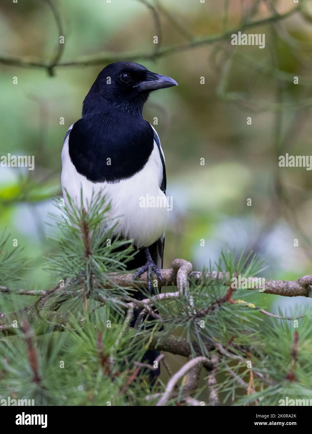 A beautiful Magpie, (Pica pica), perched on a Pine branch Stock Photo