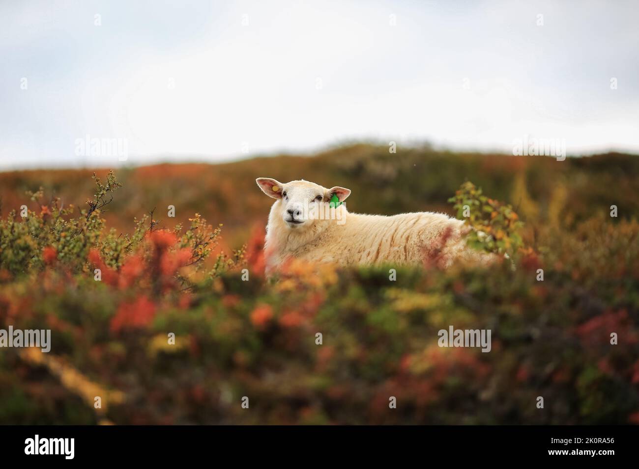 Norwegian white sheep in the mountains in the autumn Stock Photo - Alamy