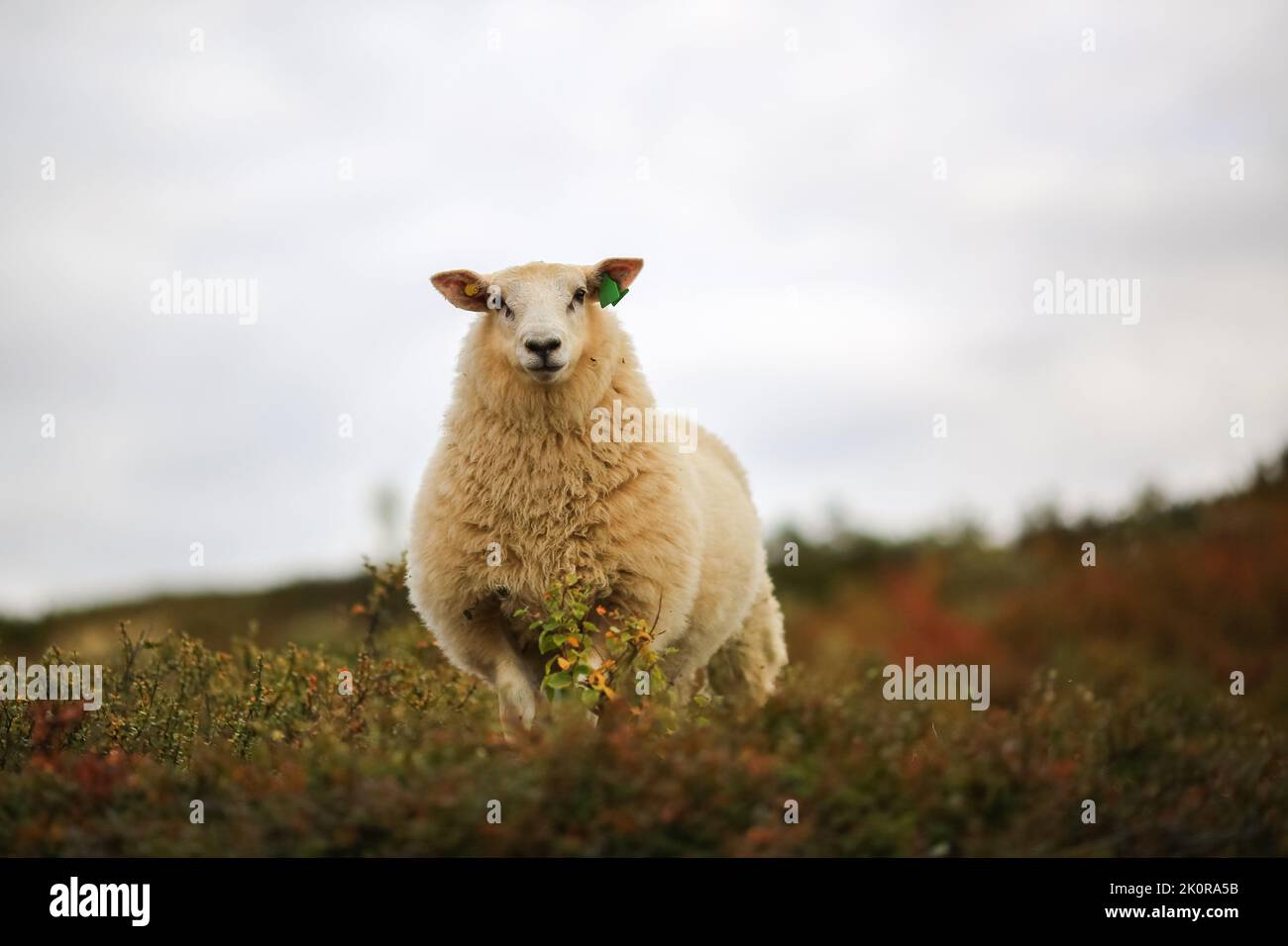 Norwegian white sheep in the mountains in the autumn Stock Photo - Alamy
