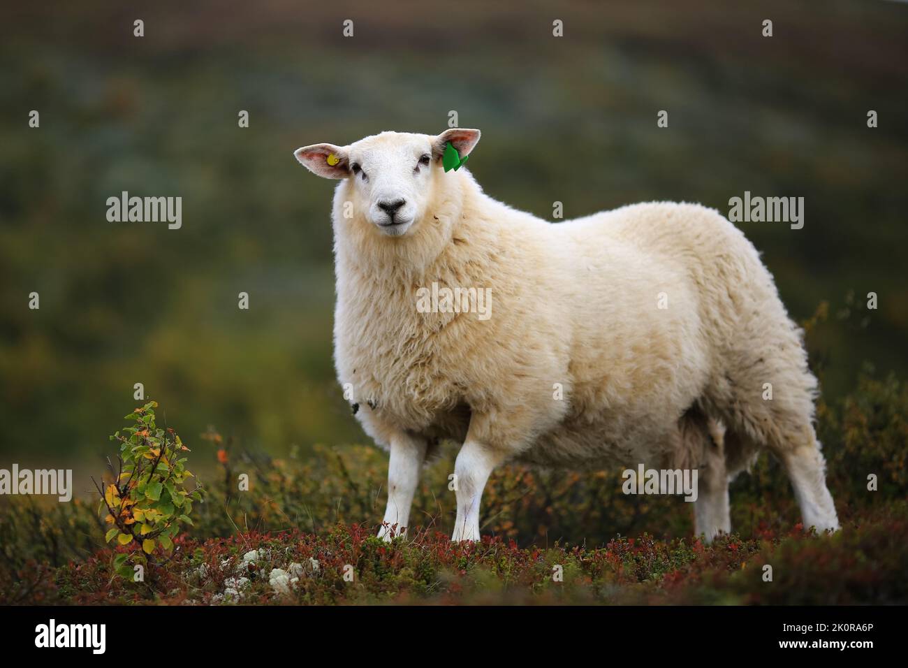 Norwegian white sheep in the mountains in the autumn Stock Photo