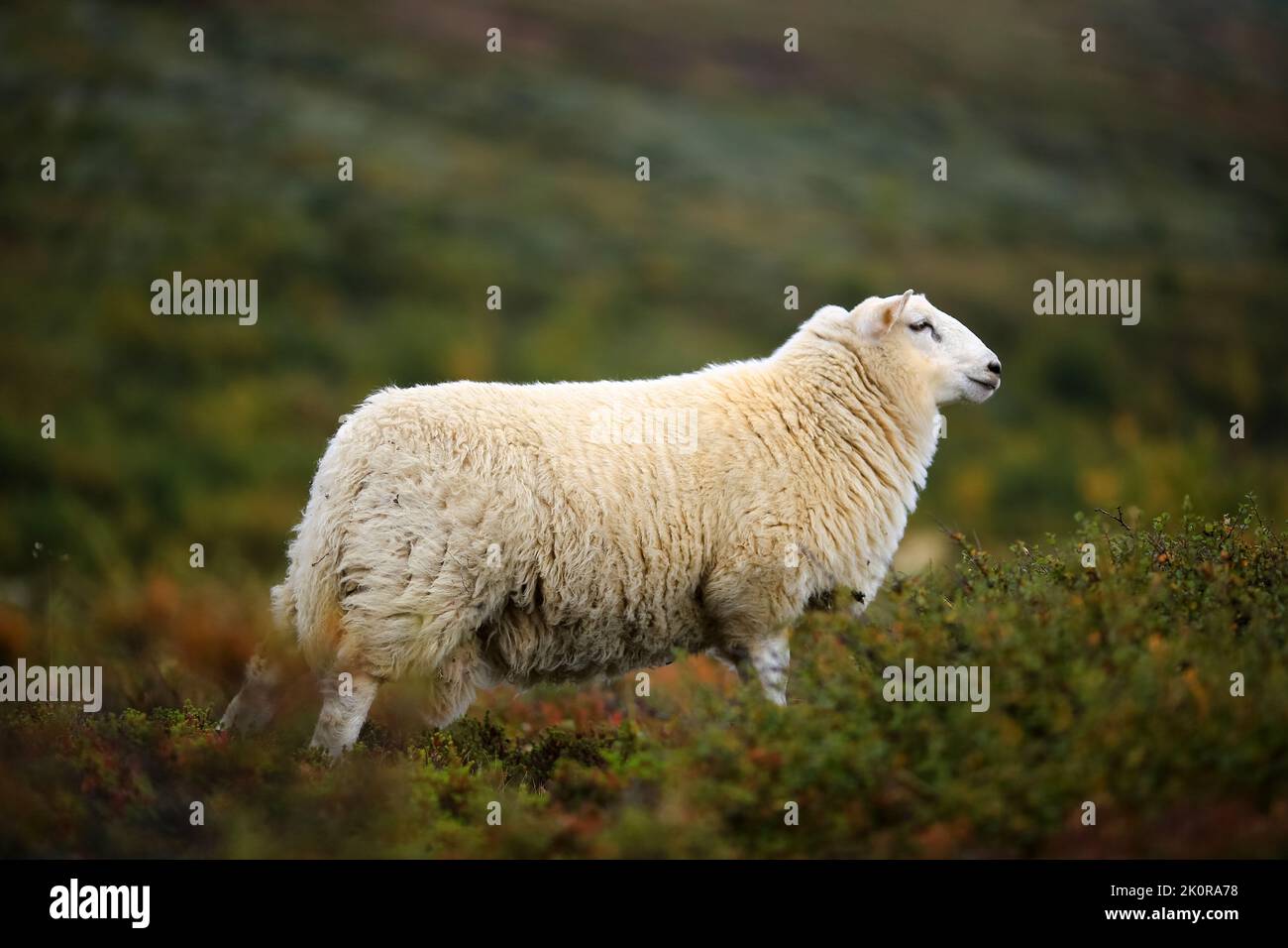 Norwegian white sheep in the mountains in the autumn Stock Photo - Alamy