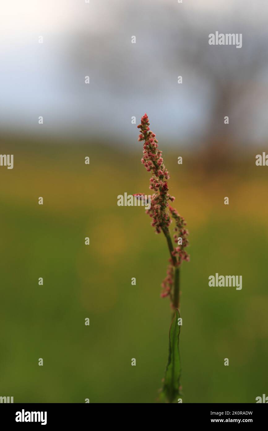 A vertical shot of an Asian copperleaf plant in a blurred field background Stock Photo