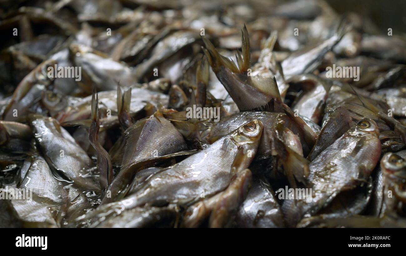The process of salting fish in a fish factory. The process of dried