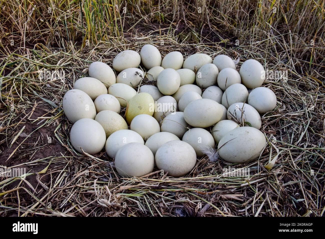 Rhea eggs hires stock photography and images Alamy