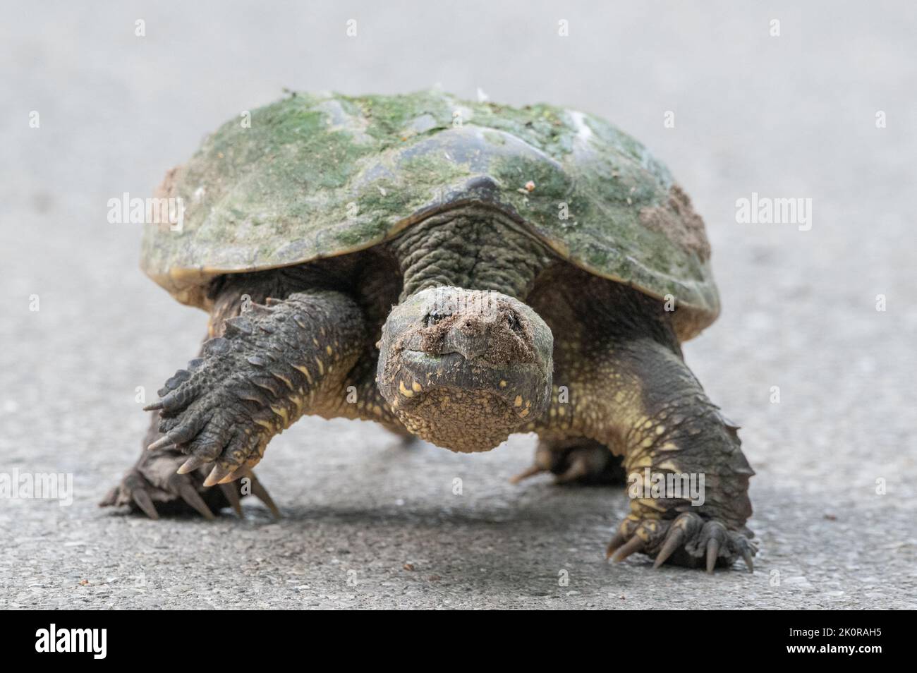 A portrait of a snapping turtle Stock Photo Alamy
