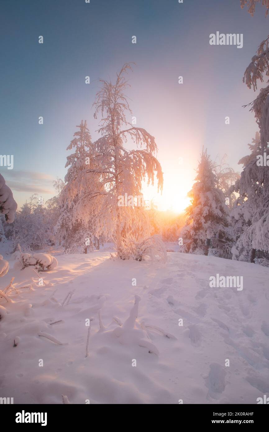 View of the snowy landscape of Finnish tundra during sunrise in ...