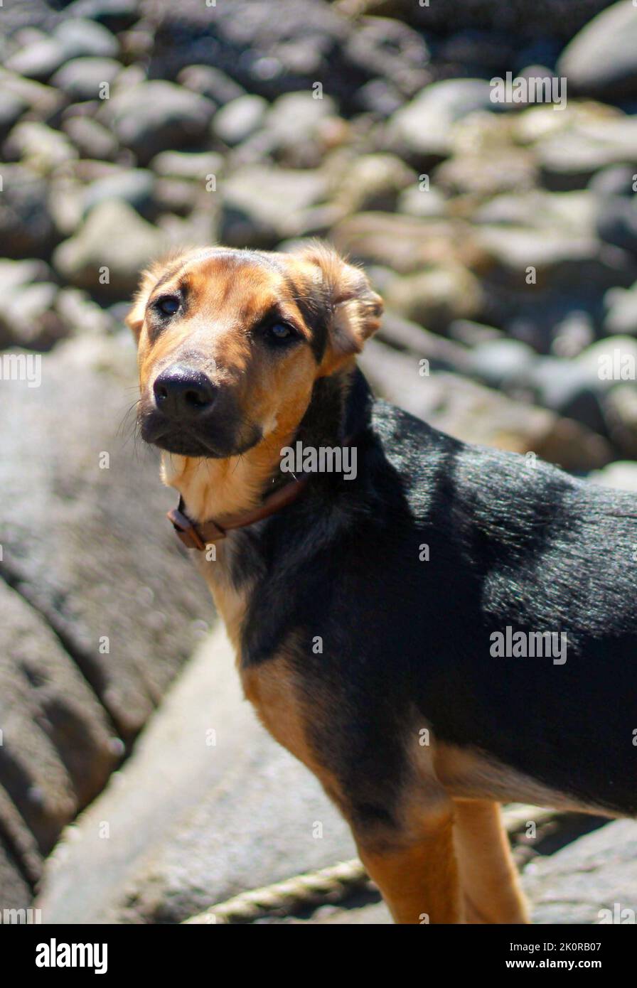 A closeup shot of a huntaway dog standing outdoor in bright sunlight with blur background Stock Photo
