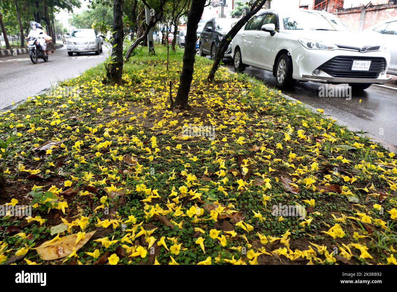 Dhaka, Bangladesh - September 13, 2022: Yellow flowers from many Tecoma flower trees are spread on the ground in a way that looks like a flower bed on Stock Photo