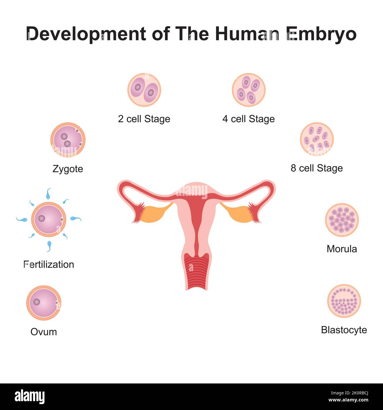 Scientific Designing of Human Embryo Development. Colorful Symbols. Vector Illustration. Stock Vector