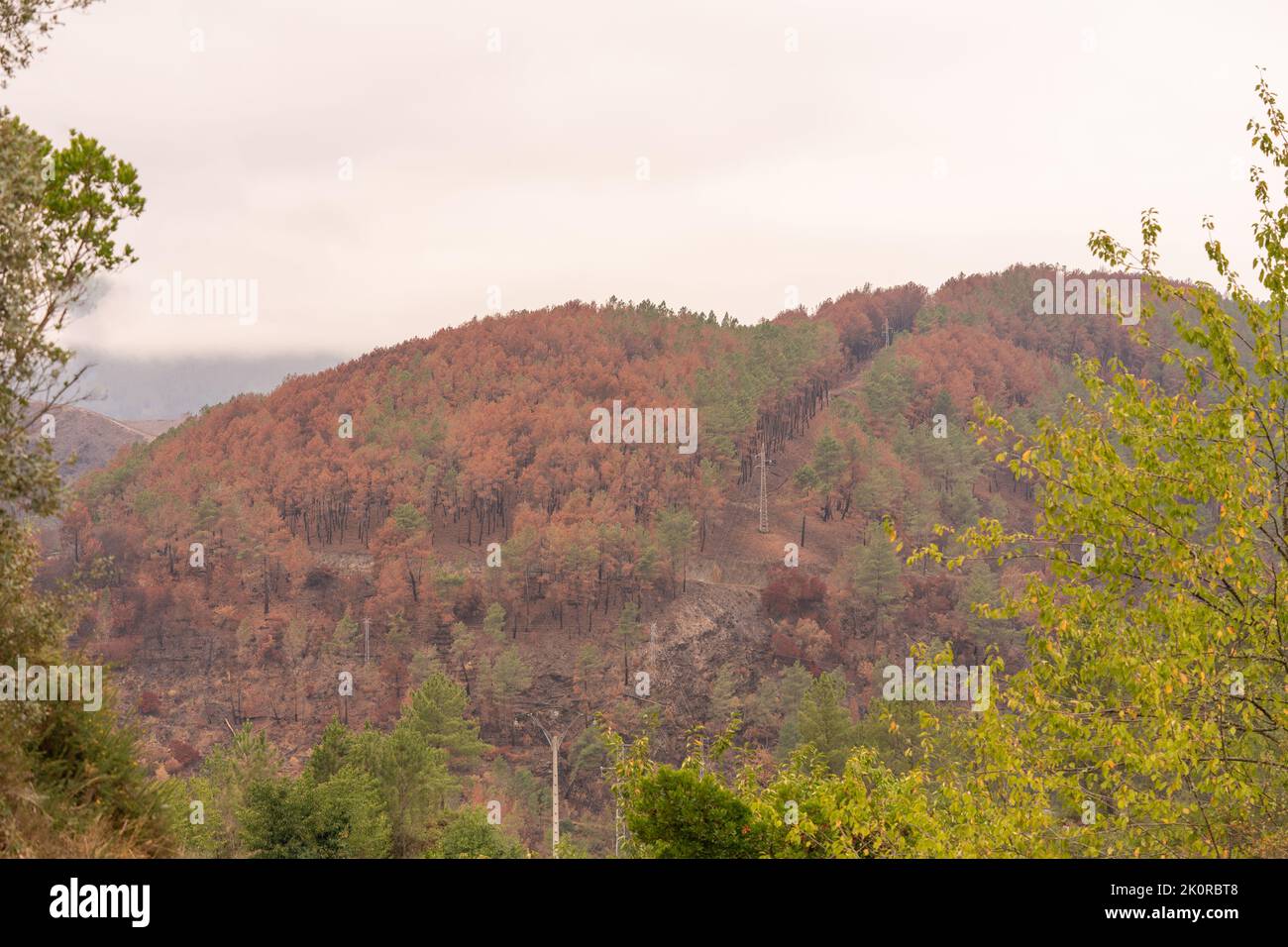 Forest burned after the forest fires in the mountains, at the beginning of August The pine forest has been completely burned. Stock Photo