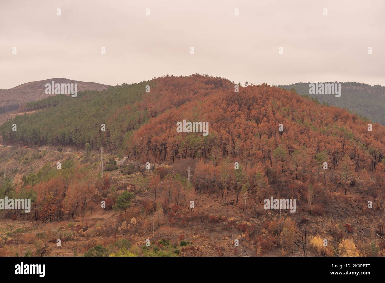 Forest burned after the forest fires in the mountains, at the beginning of August The pine forest has been completely burned. Stock Photo