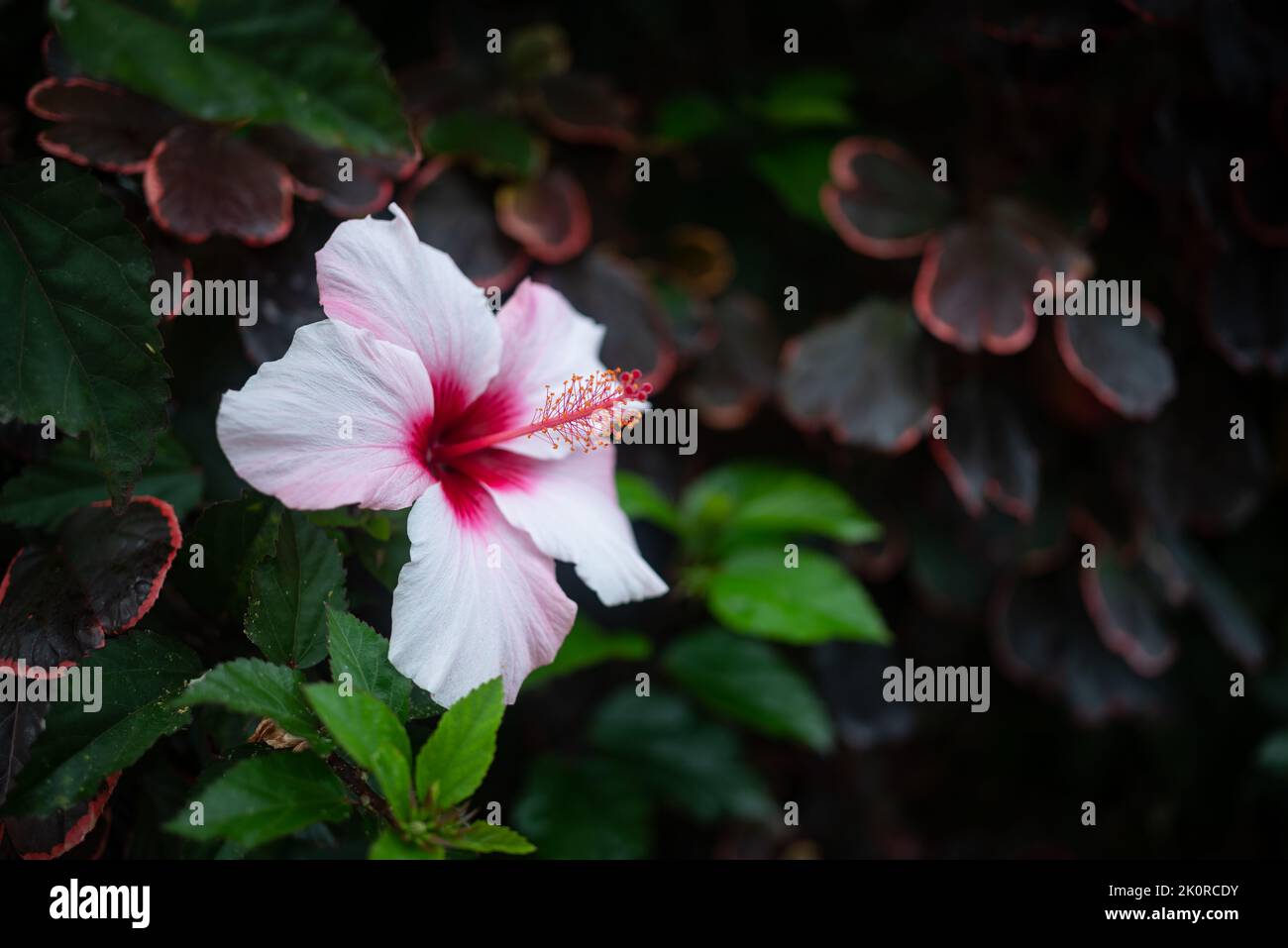 Hibiscus syriacus flower closeup. Rose of Sharon or Syrian hibiscus pink petals Stock Photo