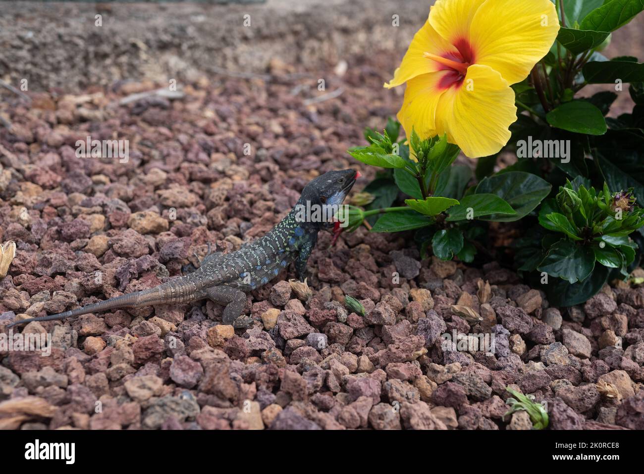 A Gallot's lizard eating red and yellow hibiscus flowers in Tenerife