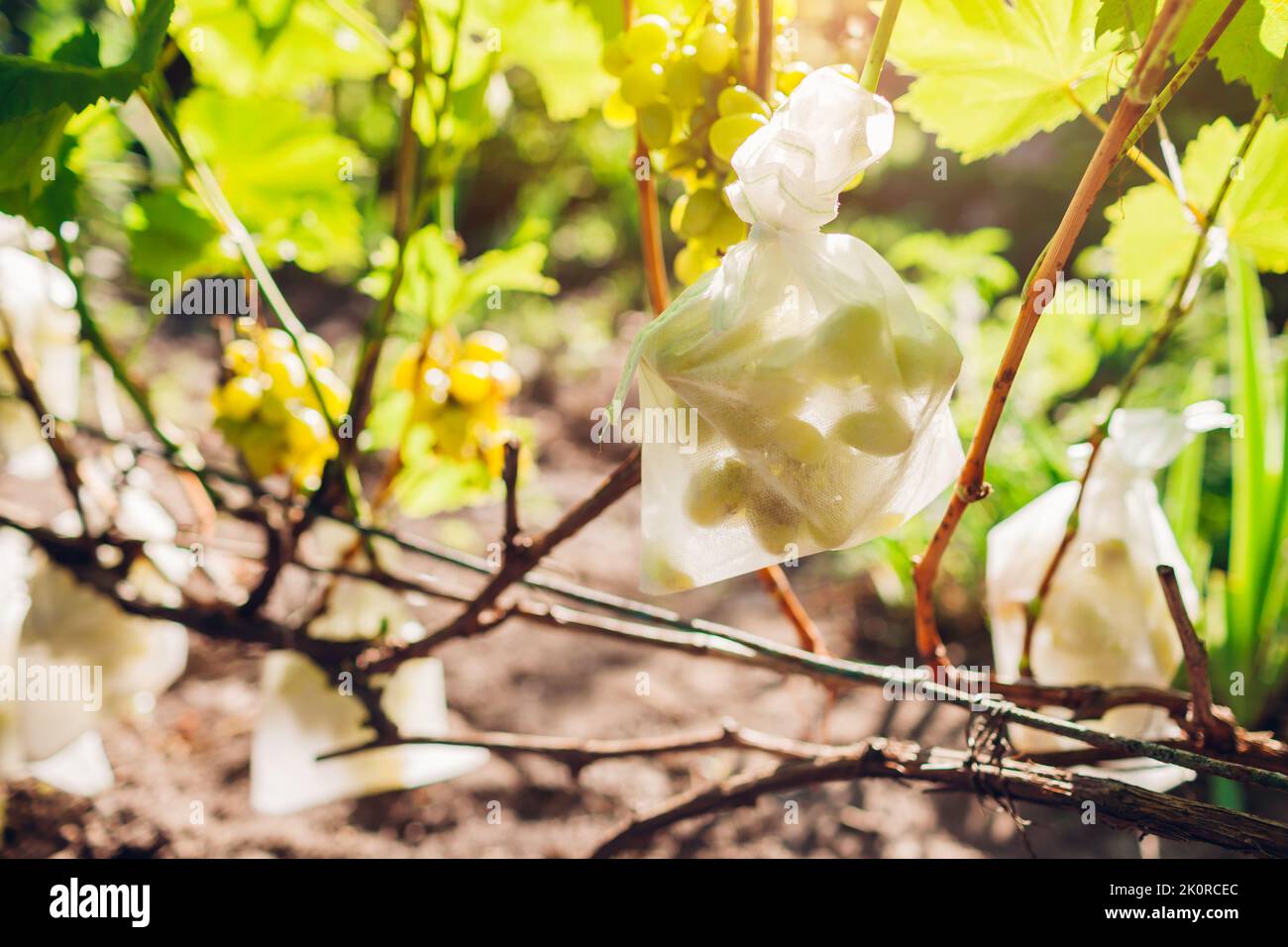 Bunch Of Green Delight Grapes In Protective Bag Hanging In Autumn