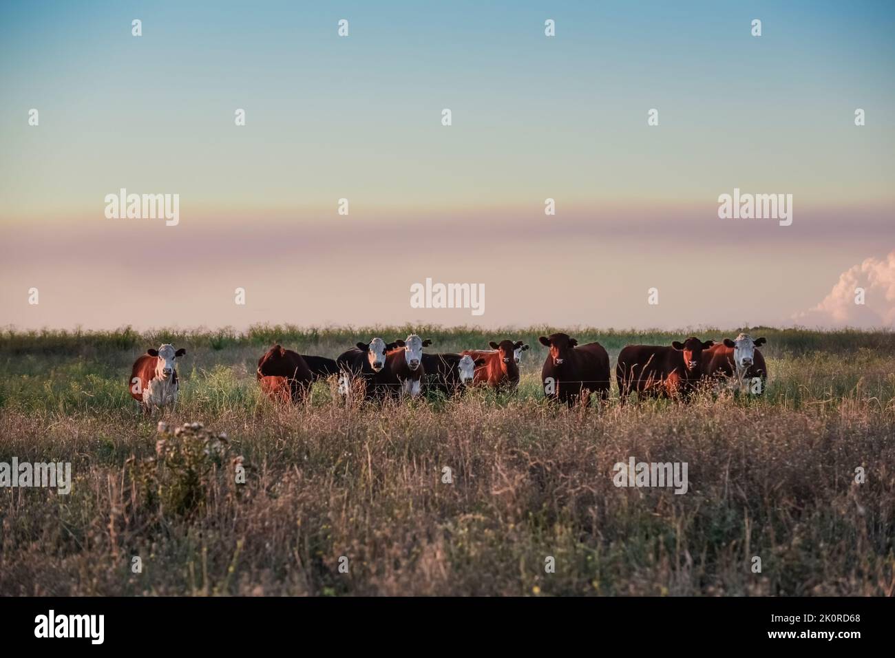 Cows raised with natural pastures, meat production in the Argentine ...