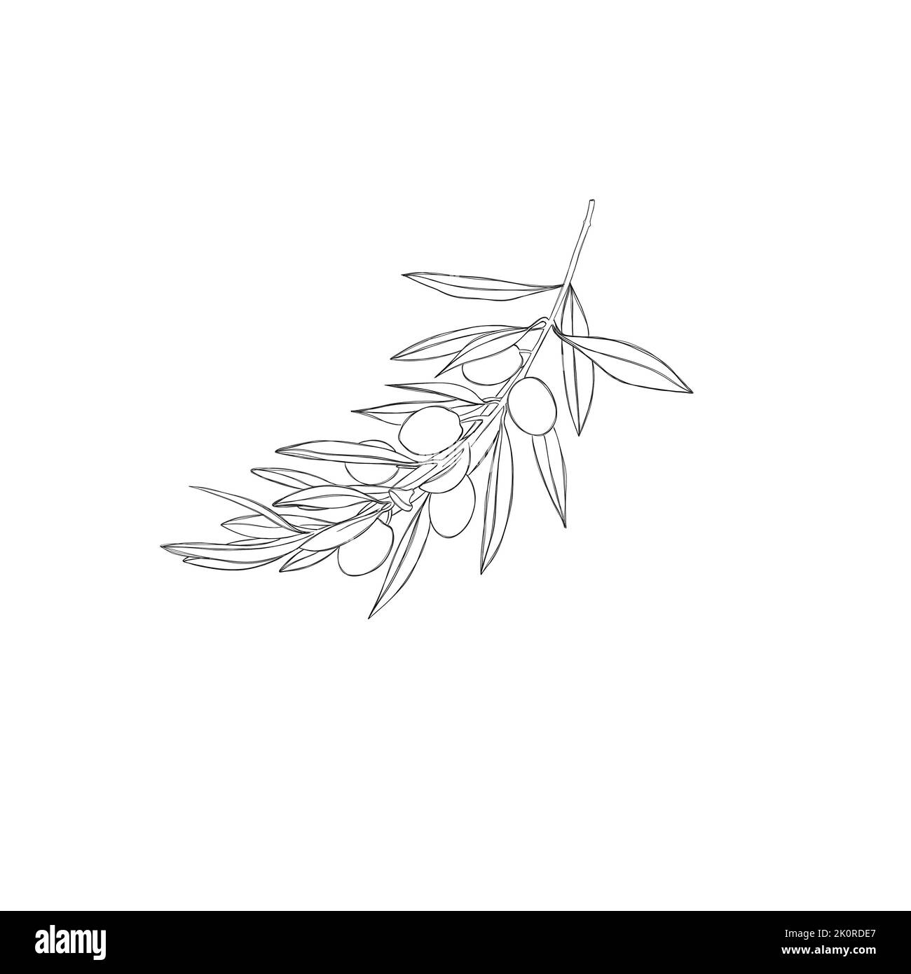 Olive green color Black and White Stock Photos & Images Alamy