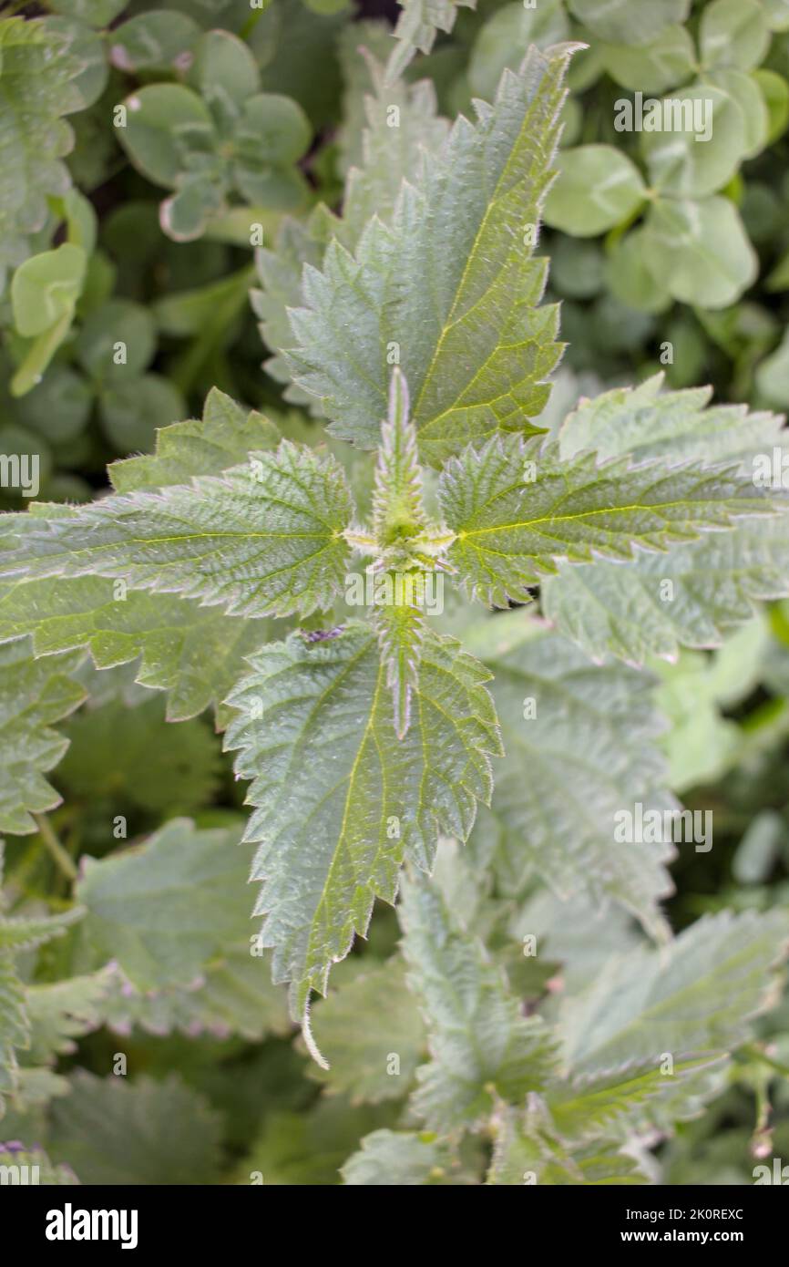 nettle found in a field in the mountains Stock Photo