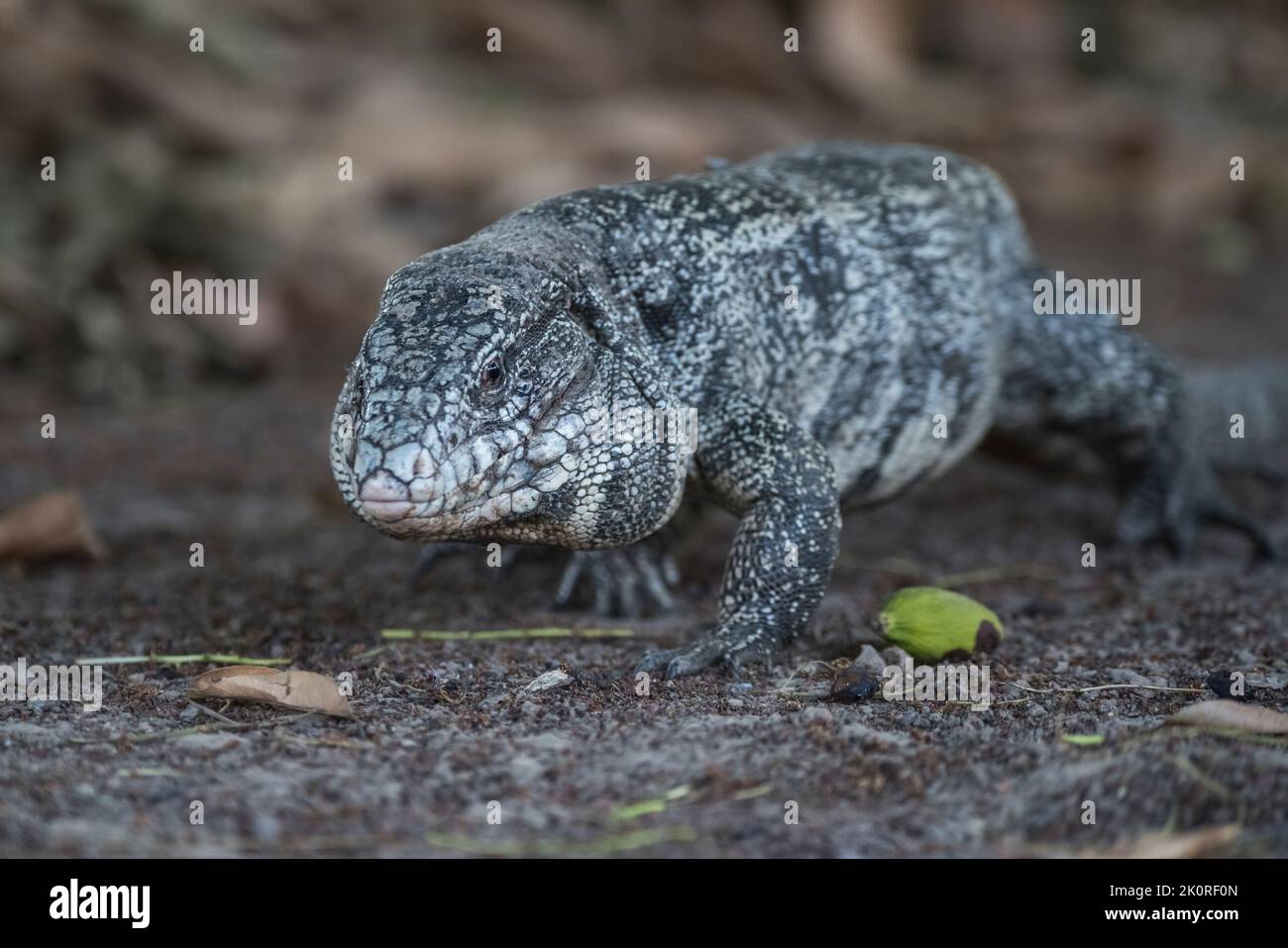 Argentine black and white tegu lizard Stock Photo Alamy