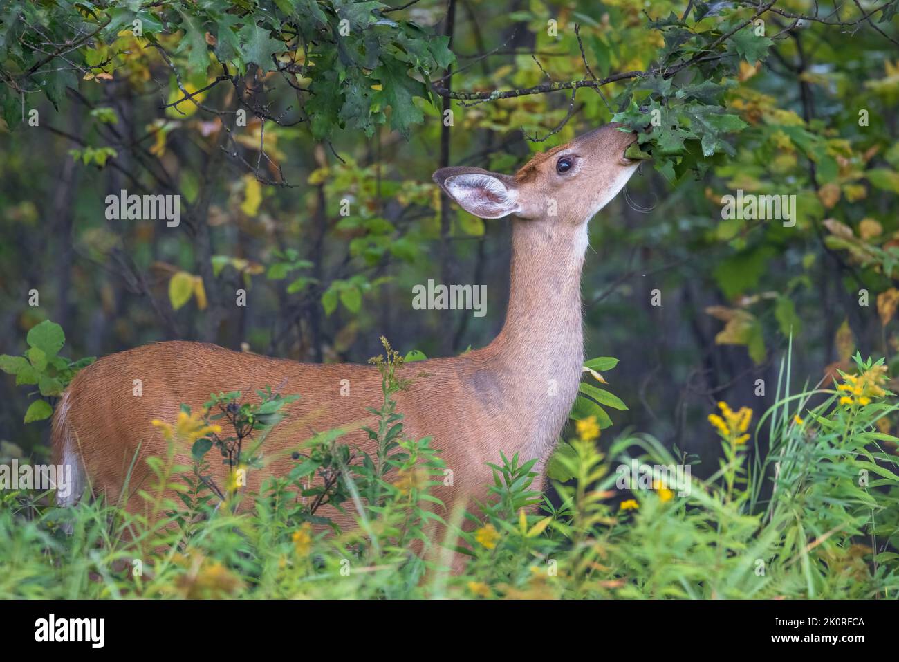 White-tailed doe eating oak leaves in northern Wisconsin. Stock Photo
