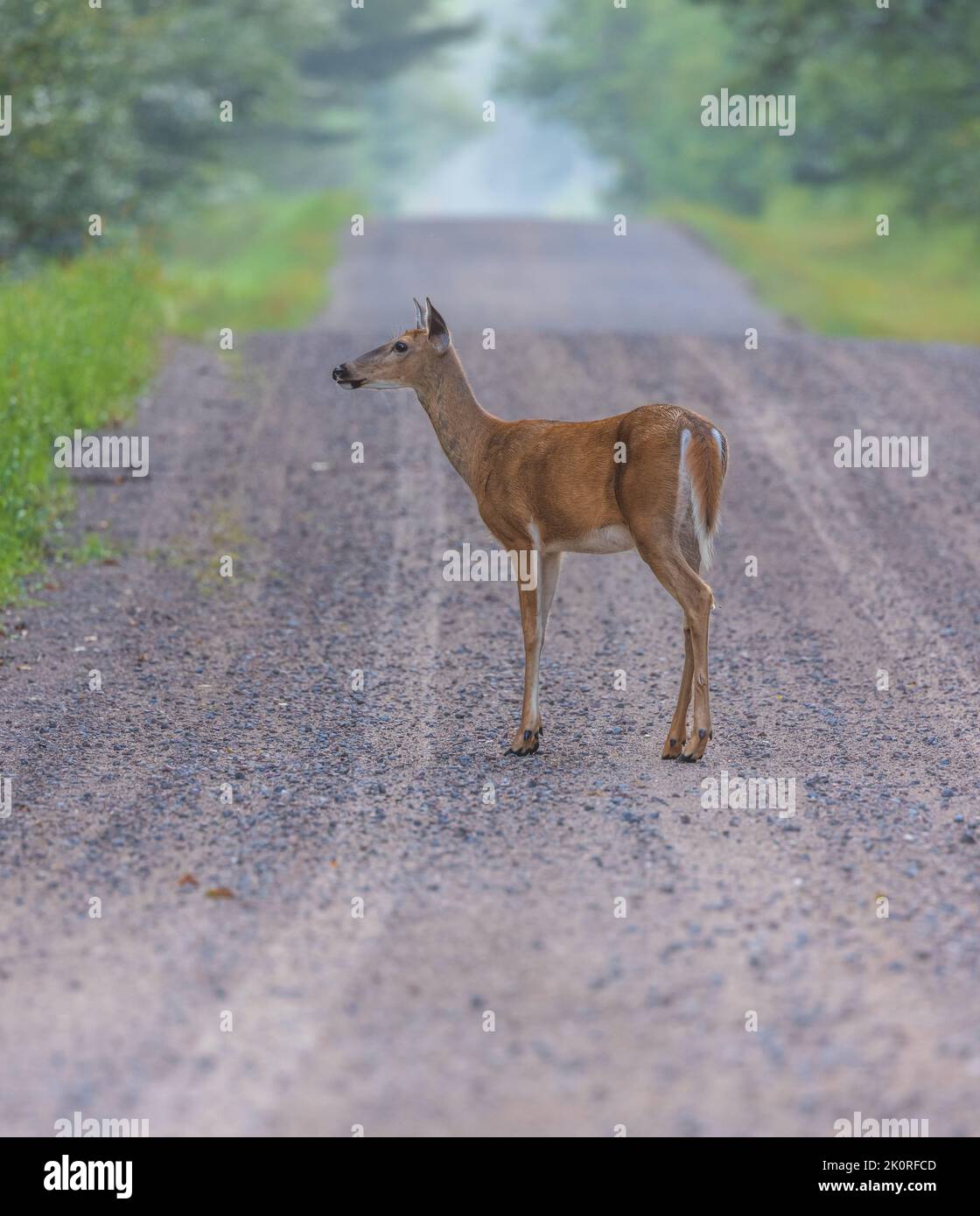 White-tailed doe crossing the road in northern Wisconsin. Stock Photo