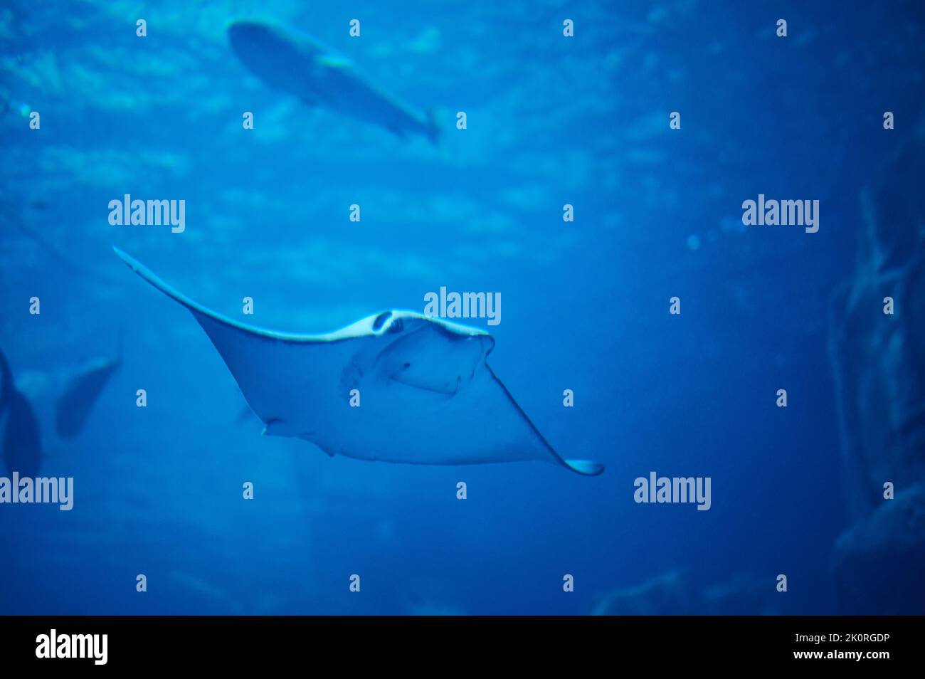 Stingray swim in deep blue water background close up view Stock Photo