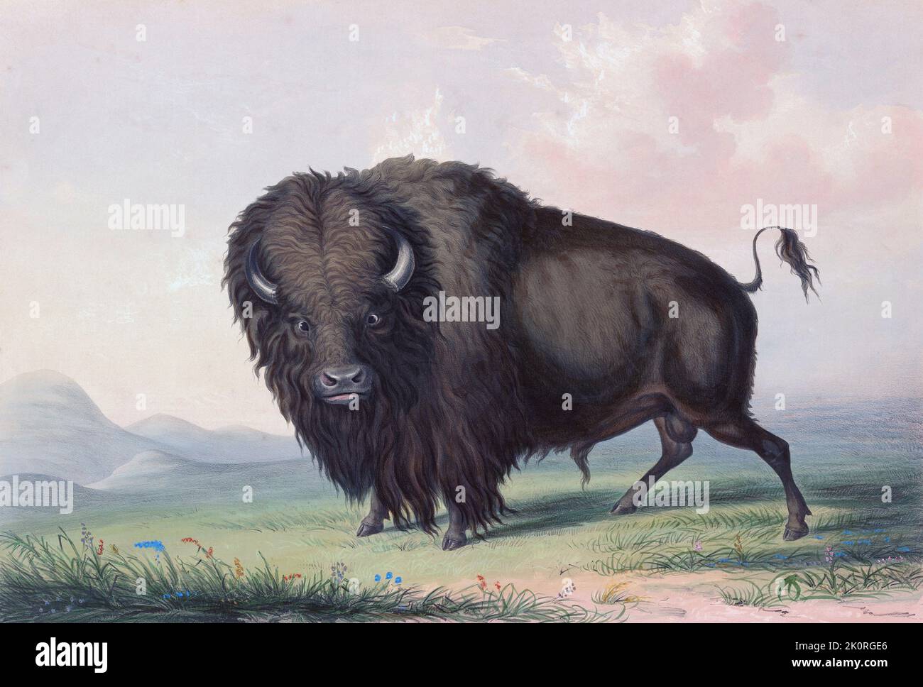 A buffalo bull grazing.  American bison (B. bison).  From Catlin's North American Indian Portfolio, published in London 1844 by the artist, American adventurer George Catlin, 1796 - 1872.  During many journeys Catlin recorded with pen and brush the customs and life-styles of Native American tribes. Stock Photo