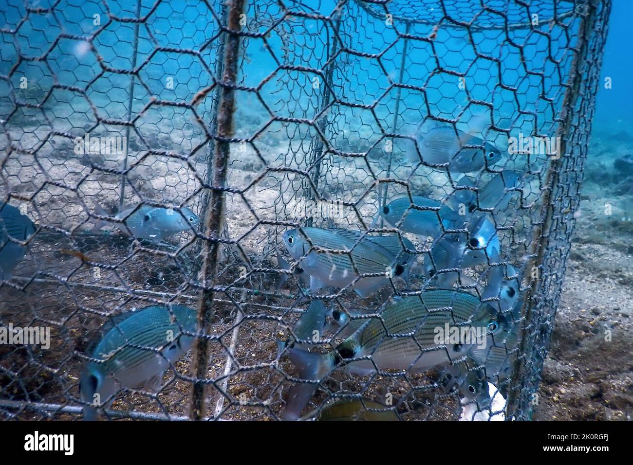 Underwater fish trap, fishes inside trap, fish hunt Stock Photo - Alamy