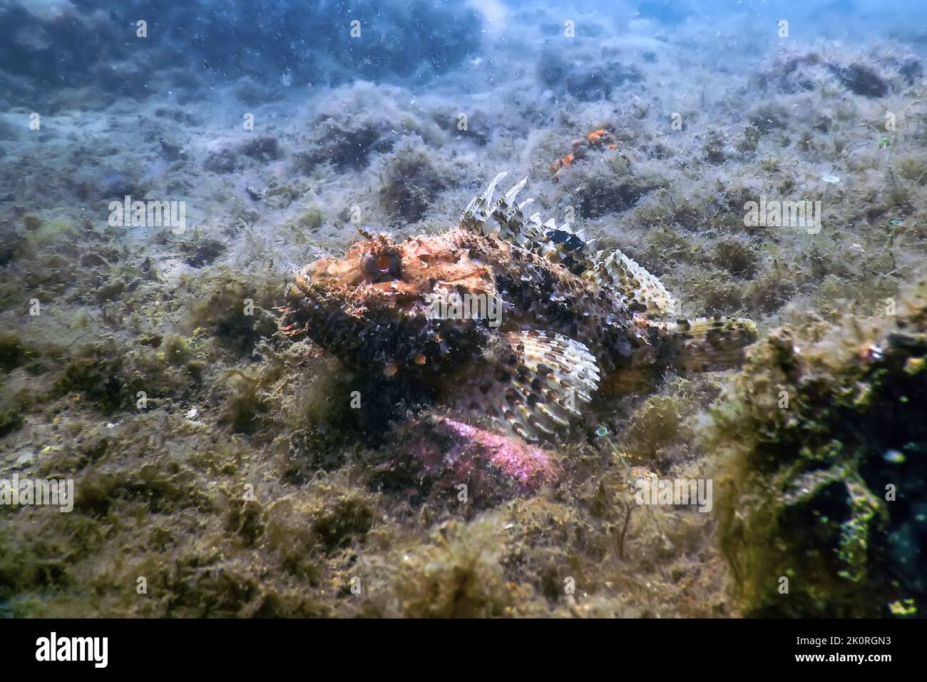 Scorpion Fish Underwater Underwater Life. Scorpionfish (Scorpaena notata) Wildlife Stock Photo